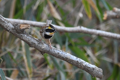 DSC_6757.jpg