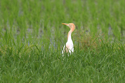 DSC_6781.jpg