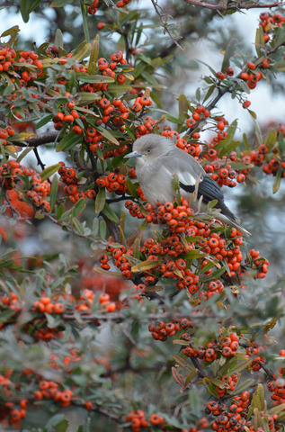 DSC_6793.jpg