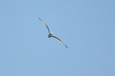 DSC_6798.jpg