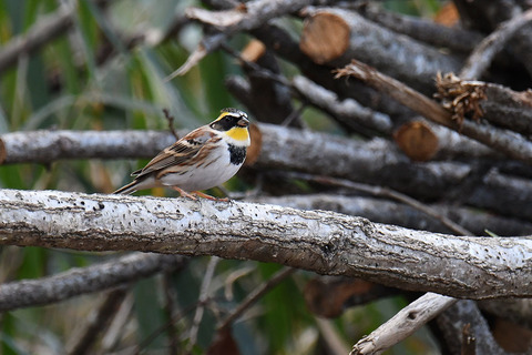 DSC_6807.jpg
