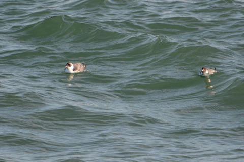 DSC_6812.jpg