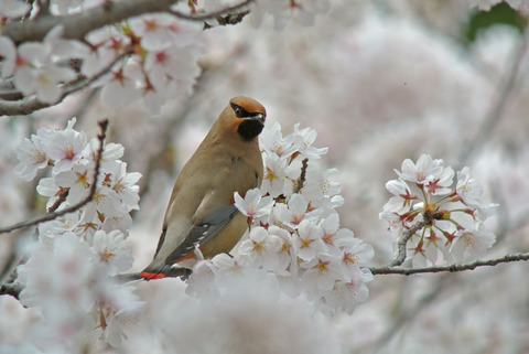 DSC_6818-1.jpg