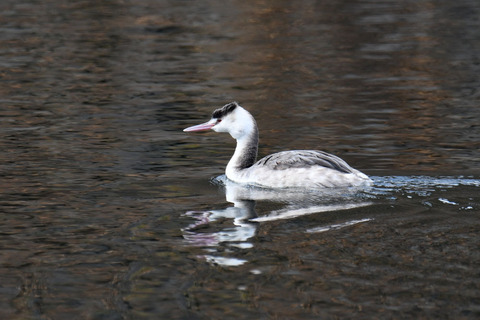 DSC_6819.jpg