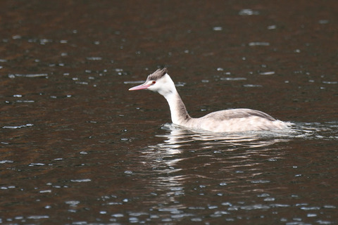DSC_6855.jpg