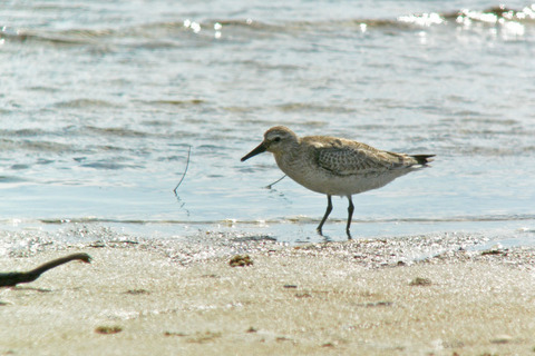 DSC_6868.jpg
