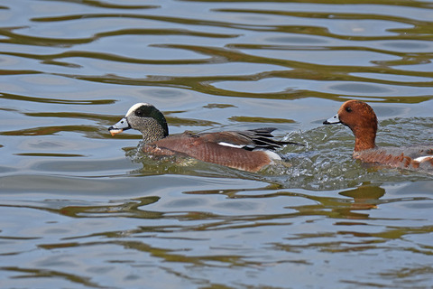DSC_6876.jpg