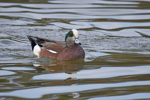 DSC_6907.jpg