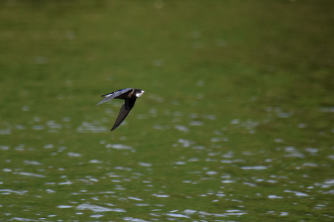 DSC_6933s.jpg