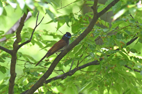 DSC_6945.jpg