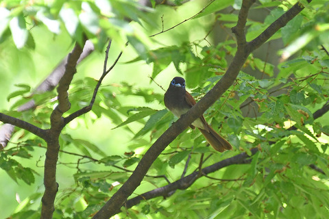 DSC_6947.jpg