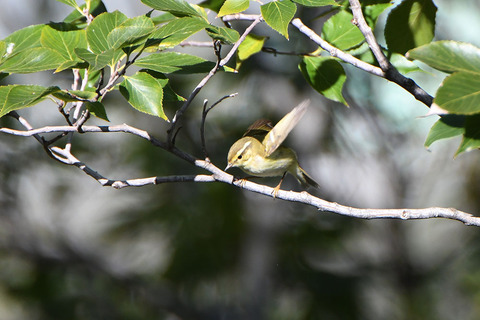 DSC_6977.jpg