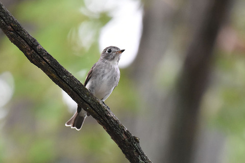 DSC_7020.jpg