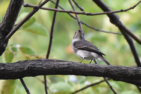 DSC_7042.jpg