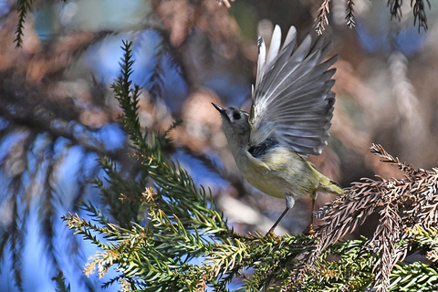 DSC_7056.jpg