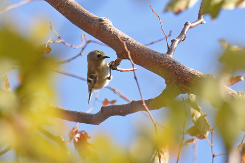 DSC_7057.jpg