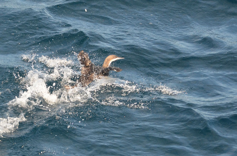 DSC_7068.jpg