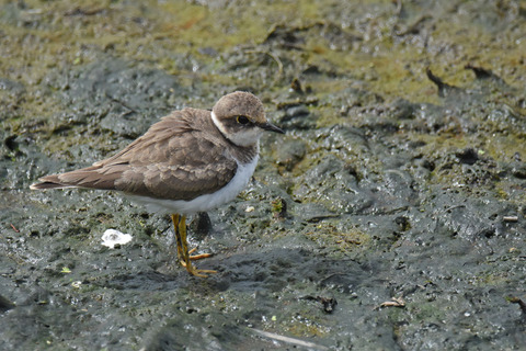 DSC_7072.jpg