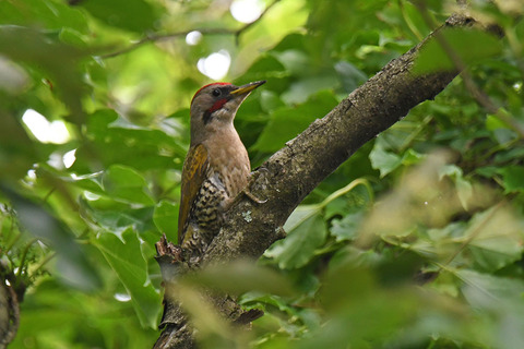 DSC_7087.jpg