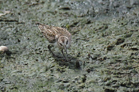 DSC_7095.jpg