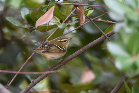 DSC_7107.jpg