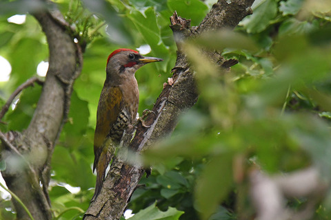 DSC_7110.jpg