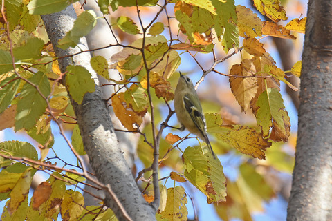 DSC_7176.jpg