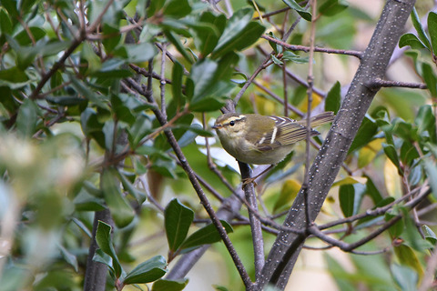 DSC_7208.jpg