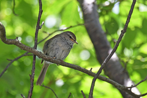 DSC_7211.jpg
