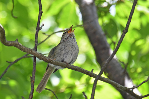 DSC_7250.jpg