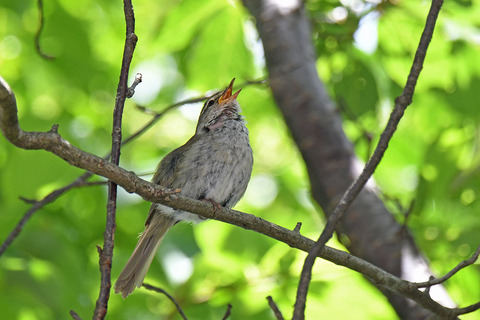 DSC_7251.jpg