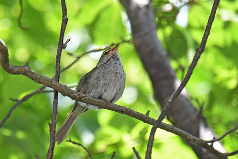 DSC_7252.jpg