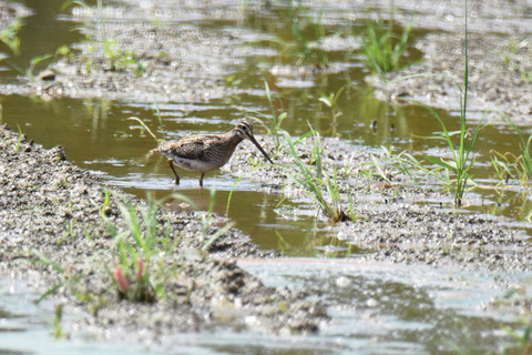 DSC_7256.jpg