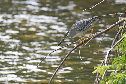 DSC_7288.jpg