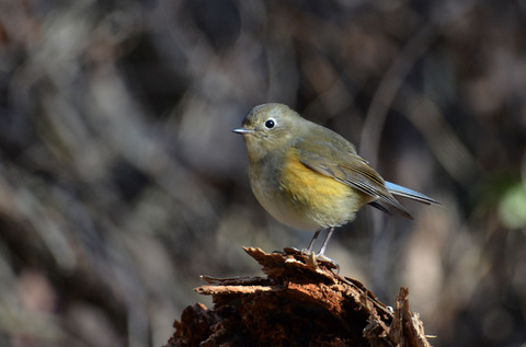 DSC_7318.jpg