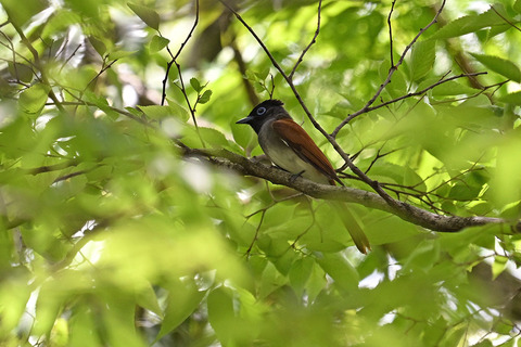 DSC_7328.jpg