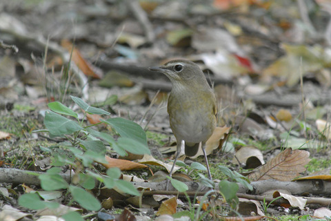 DSC_7336.jpg