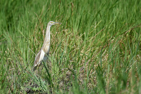 DSC_7347.jpg