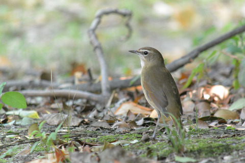 DSC_7356.jpg