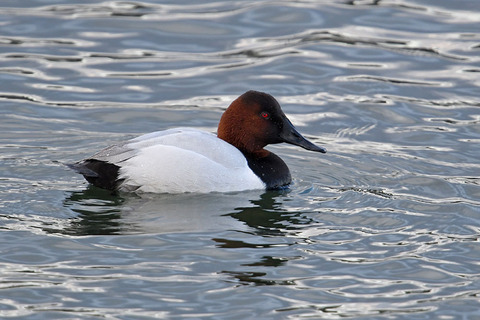 DSC_7357.jpg