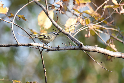 DSC_7363.jpg