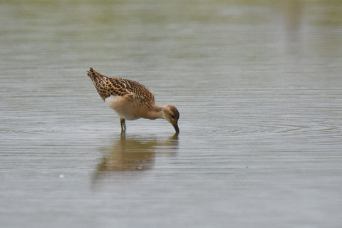 DSC_7369.jpg