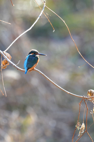 DSC_7376.jpg