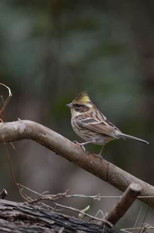 DSC_7416.jpg