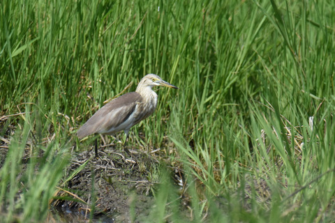DSC_7417.jpg