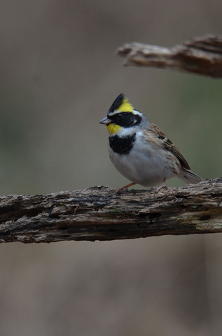 DSC_7434.jpg