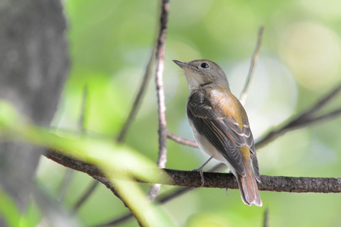 DSC_7437.jpg