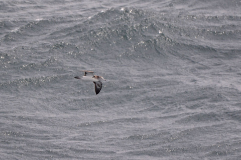 DSC_7456.jpg