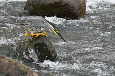 DSC_7463.jpg