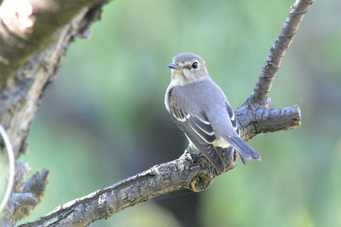 DSC_7477.jpg